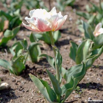 Tulipan Montreux - Tulipan pełny wczesny