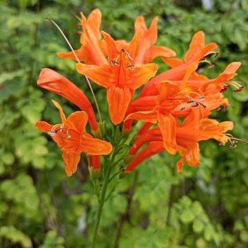 Tecoma capensis - Tekoma przylądkowa