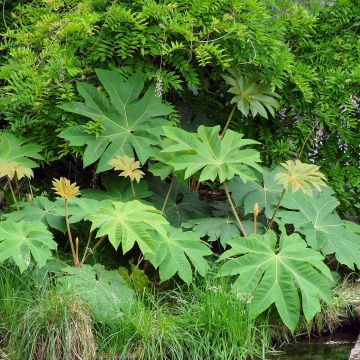 Tetrapanax papyrifera Rex - Drzewo papierowe