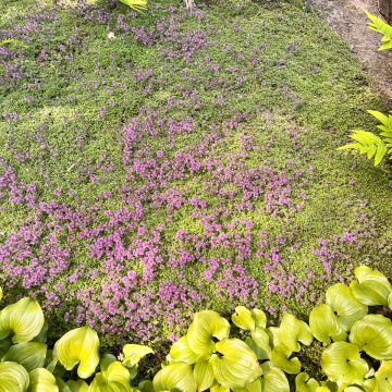 Macierzanka wełnista - Thymus pseudolanuginosus
