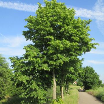 Lipa drobnolistna - Tilia cordata