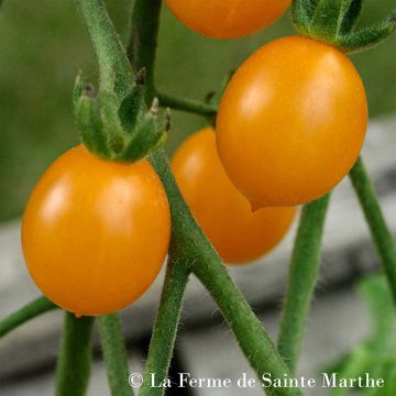 Pomidor Cocktail Clémentine Bio - Ferme de Sainte Marthe