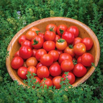 Pomidor koktajlowy Consuelo F1 nasiona
