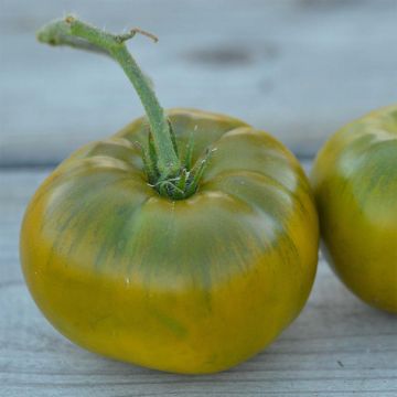 Pomidor Emerald Evergreen Bio - Ferme de Sainte Marthe