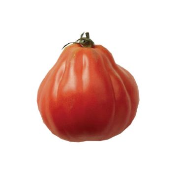 Pomidor Liguria