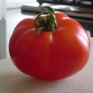Pomidor Marmande Bio