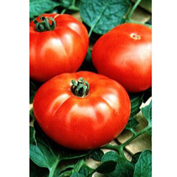 Pomidor Marmande