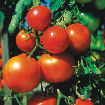Pomidor Pomme Rouge Bio - Ferme de Sainte Marthe