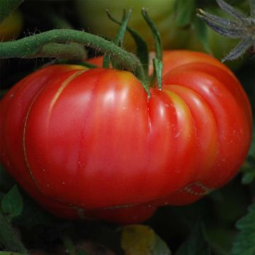 Pomidor Potiron écarlate Bio - Ferme de Sainte Marthe