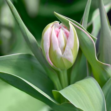 Tulipan Flashpoint - Tulipan pełny wczesny