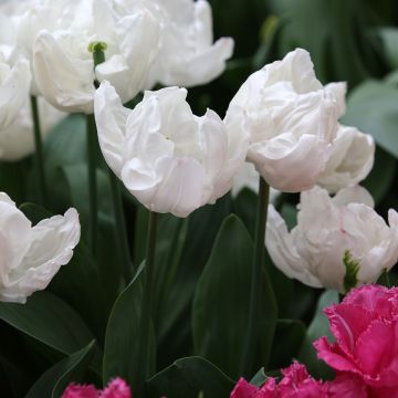Tulipan Triumph Rejoyce