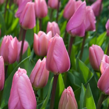 Tulipan Darwina Big Love