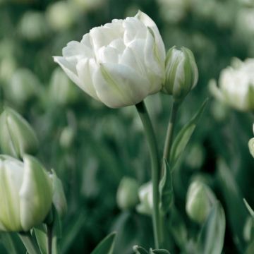 Tulipan Mount Tacoma - Tulipan pełny późny