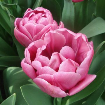 Tulipan You - Tulipan pełny późny