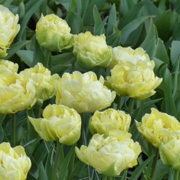 Tulipan Verona - Tulipan pełny wczesny
