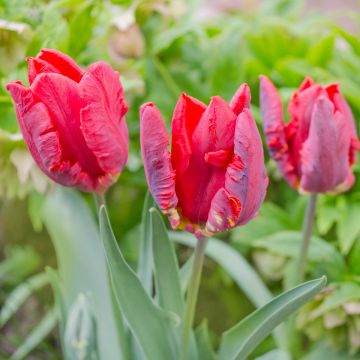 Tulipan papuzi Rococo