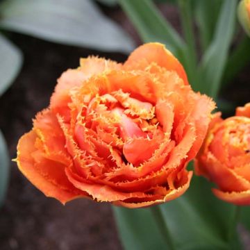 Tulipan strzępiasty Sensual Touch