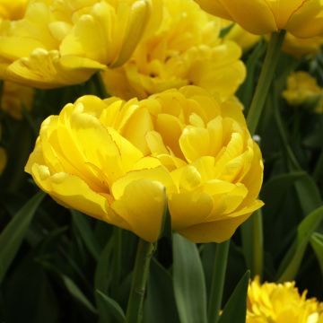 Tulipan Yellow Pomponette - Tulipan pełny późny