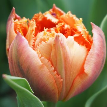 Tulipan strzępiasty Royal Centennial