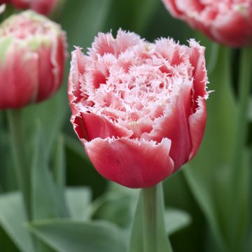 Tulipan strzępiasty Brest