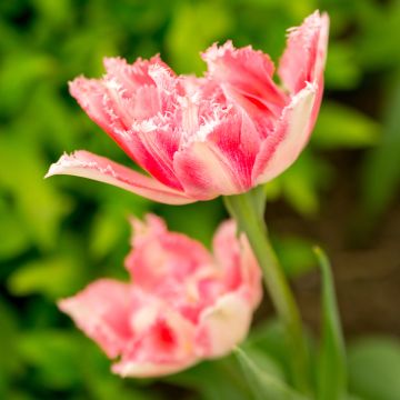 Tulipan strzępiasty Crispion Sweet