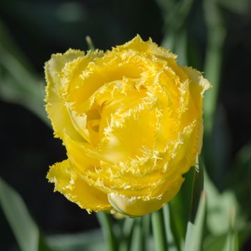 Tulipan strzępiasty Exotic Sun