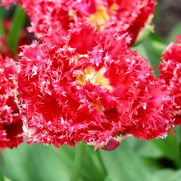 Tulipan strzępiasty Qatar