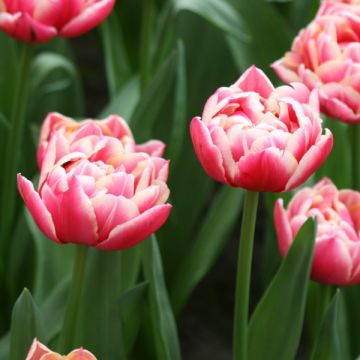 Tulipan Columbus - Tulipan pełny wczesny