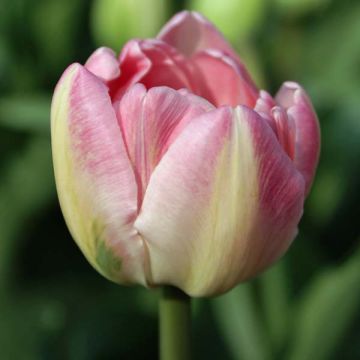 Tulipan Up Star - Tulipan pełny późny