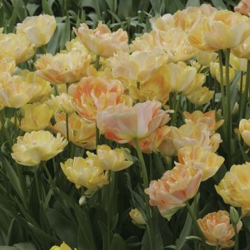 Tulipan Orange Angelique - Tulipan pełny późny