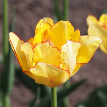 Tulipan Aquilla - Tulipan pełny wczesny