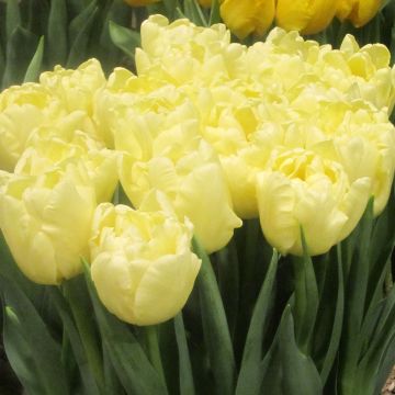 Tulipan Avant Garde - Tulipan pełny wczesny
