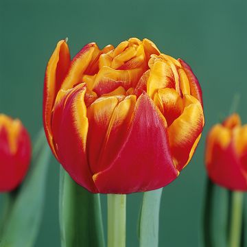 Tulipan Cilesta - Tulipan pełny wczesny