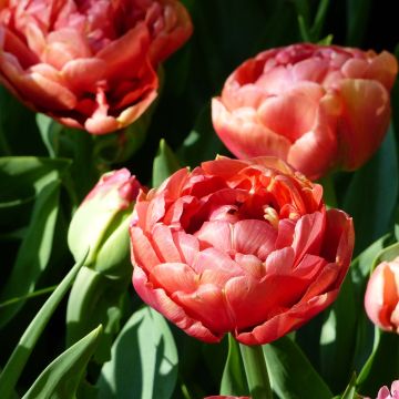 Tulipan Copper Image - Tulipan pełny wczesny
