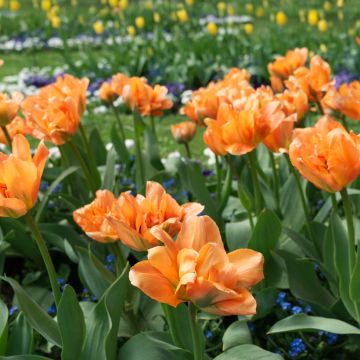 Tulipan Disneyland Paris - Tulipan pełny wczesny