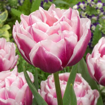 Tulipan Fantasy Lady - Tulipan pełny wczesny