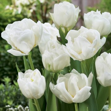 Tulipan Mondial - Tulipan pełny wczesny