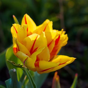 Tulipan Monsella - Tulipan pełny wczesny
