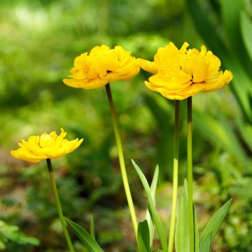 Tulipan Monte Carlo - Tulipan pełny wczesny