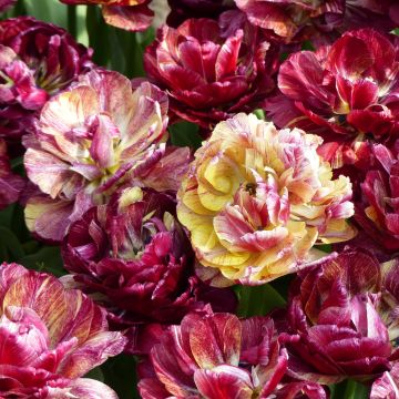 Tulipan Nachwacht - Tulipan pełny wczesny