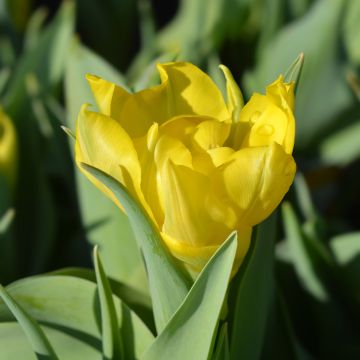 Tulipan Yellow Baby - Tulipan pełny wczesny