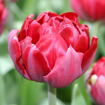 Tulipan Oncle Tom - Tulipan pełny późny