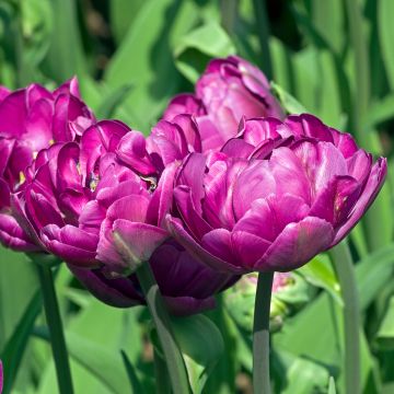 Tulipan Blue Wow - Tulipan pełny późny