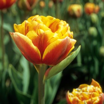 Tulipan Bonanza - Tulipan pełny późny