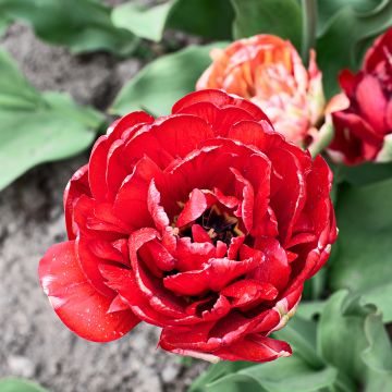 Tulipan Gudoshnik Double - Tulipan pełny późny