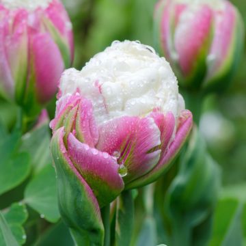 Tulipan Ice Cream - Tulipan pełny późny