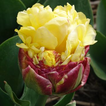 Tulipan Ice cream Banana - Tulipan pełny późny