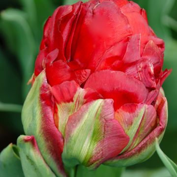 Tulipan Ice cream Strawberry - Tulipan pełny późny