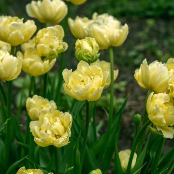Tulipan Yellow Mountain - Tulipan pełny późny