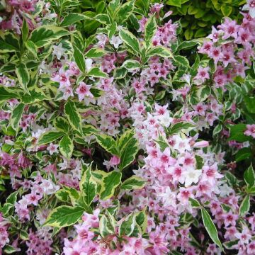 Krzewuszka cudowna Variegata